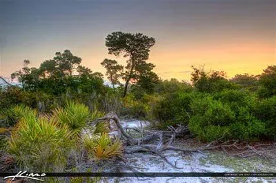 Floresta jigsaw puzzle