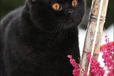 פאזל של Gatito