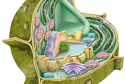 celukla jigsaw puzzle