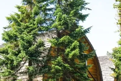 natural jigsaw puzzle