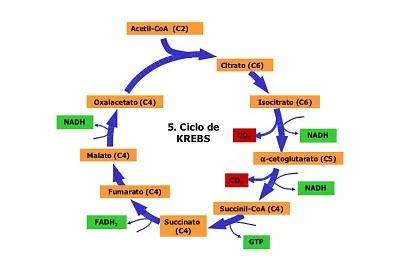 ciclo de Kreps