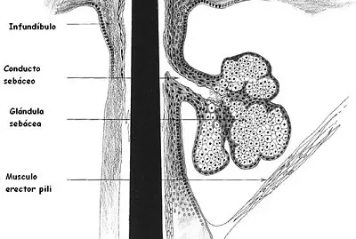 פאזל של ROMPECABEZAS 4