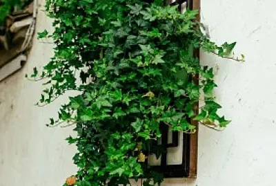 natural jigsaw puzzle