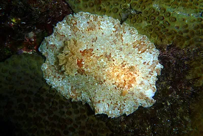 Platydoris inframaculata