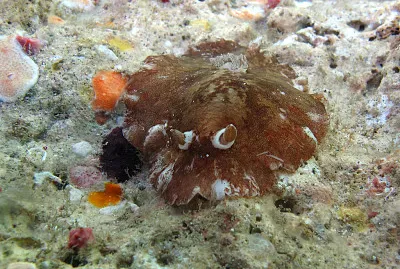 Platydoris cruenta