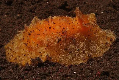 Platydoris sp