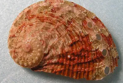 Haliotis squamosa
