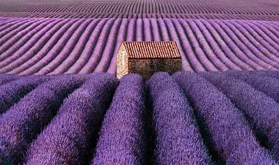 Campo de Lavandas