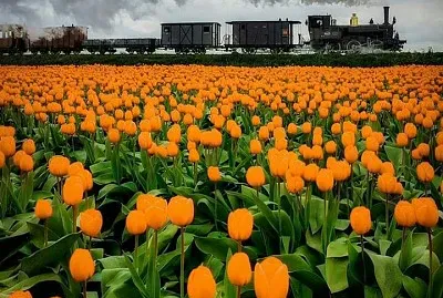 Campo de tulipas