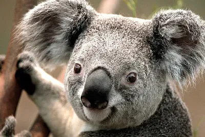 animales