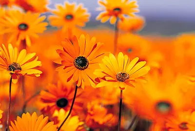 פאזל של flores