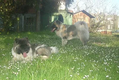 Akita americano a pelo lungo