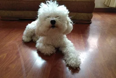 Fotos de Mi perrita jigsaw puzzle