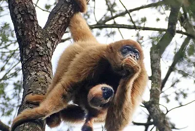 Muriqui