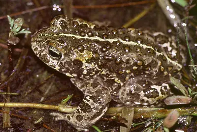 Calamita