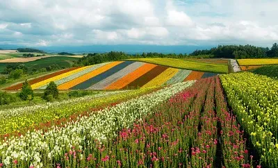 Campos coloridos jigsaw puzzle
