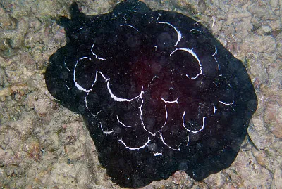 Pleurobranchus forskali