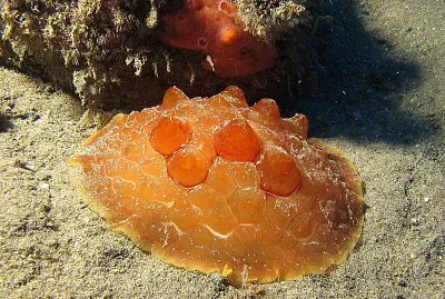 Pleurobranchus testudinarius