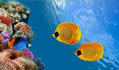 CORAL