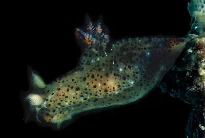 Polycera abei