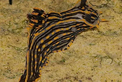 Polycera atra