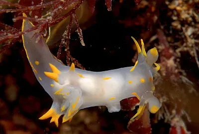 Polycera faeroensis jigsaw puzzle