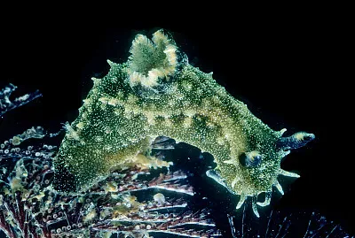 Polycera fujitai