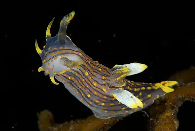 Polycera quadrilineata