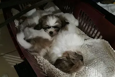 Eliana VarÃ£o jigsaw puzzle