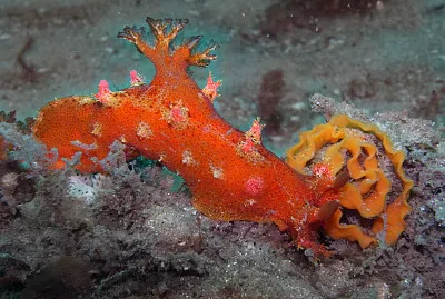 Plocamopherus imperialis