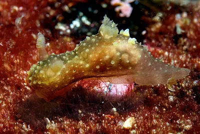 Palio dubia