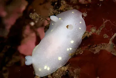 Cladina laevis