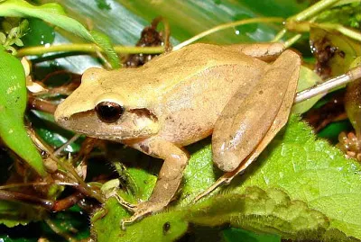 Pristimantis achstinus