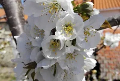פאזל של FLOWERS