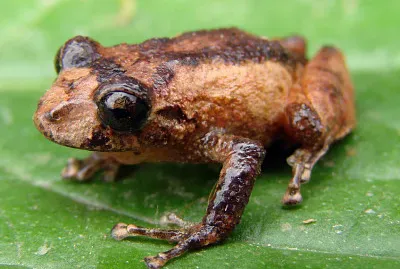 Pristimantis bogotensis
