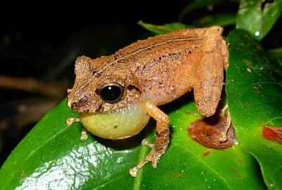 Pristimantis buolengeri