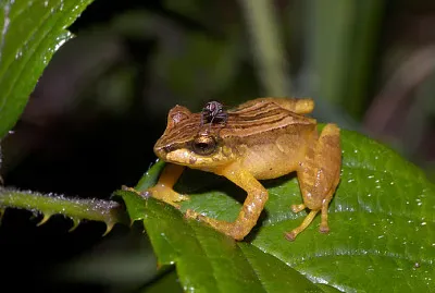 Pristimantis dorsopictus