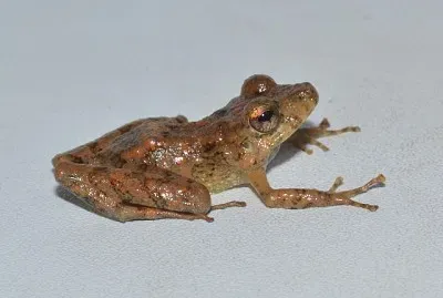 Pristimantis fallax