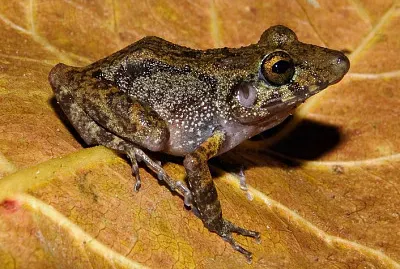Pristimantis gaigei