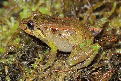 Pristimantis mutabilis