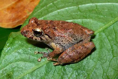 pristimantis paisa