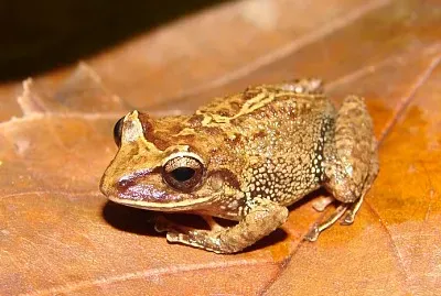 Pristimantis permixtus