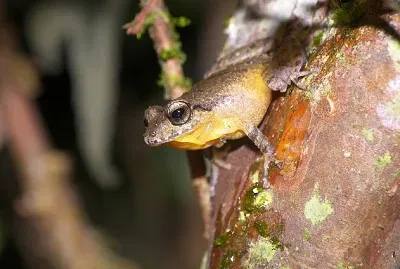 Pristimantis taeniatus