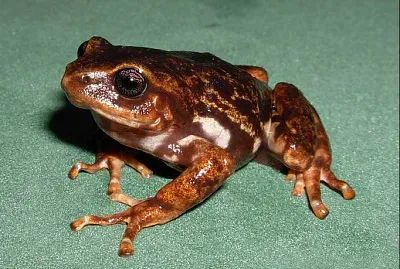 Pristimantis elegans