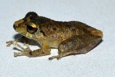 Pristimantis viejas