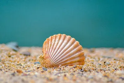 Shell