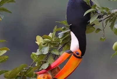 natural