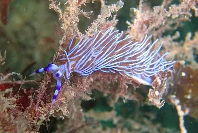 Pteraolidia ianthina