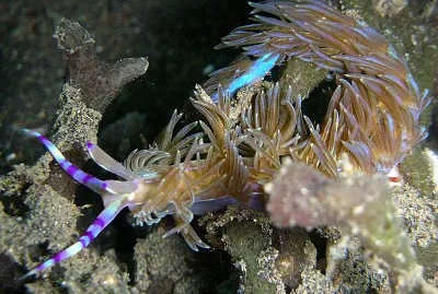 Pteraolidia semperi