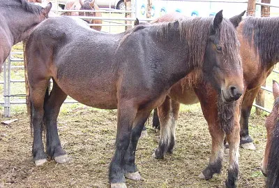 Jaca navarra